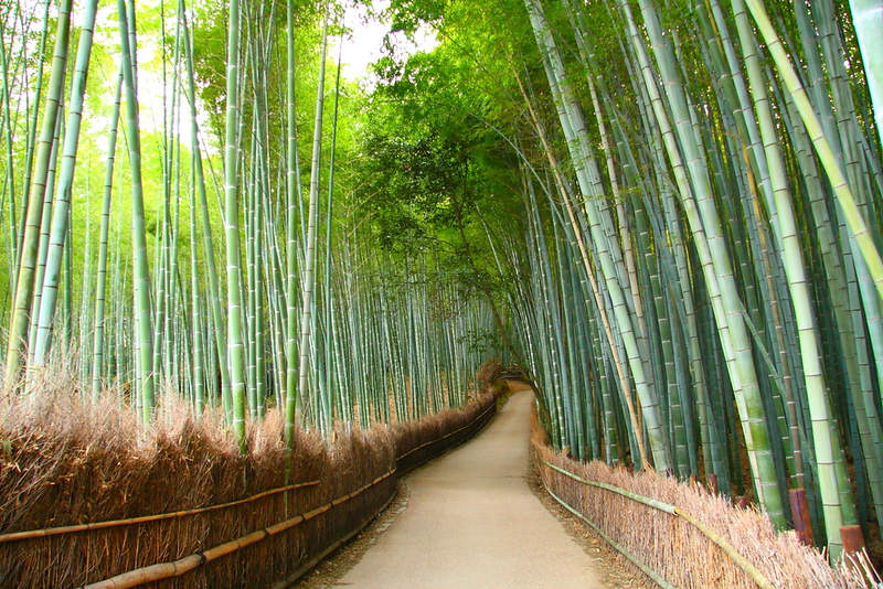 Arashiyama Bamboo Forest Morning Tour by Bike- luxperia