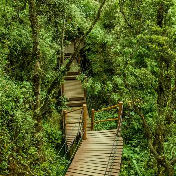 Cameron-Highlands-and-Mossy-Forest-luxperia