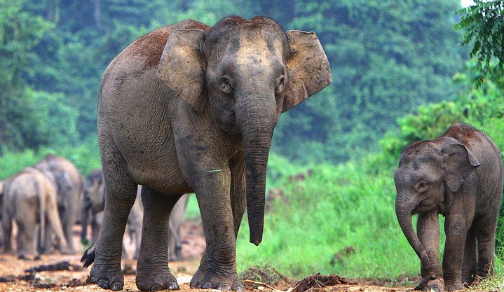 National Elephant Conservation Centre with Batu Caves Visit - Kuala Lumpur - Luxperia