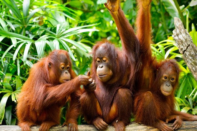 Orang Utan Island and Perak Tong Cave From Kuala Lumpur