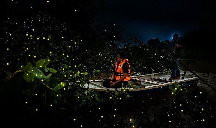 The Fascinating Kuala Selangor Fireflies Tour with Dinner - Kuala Lumpur
