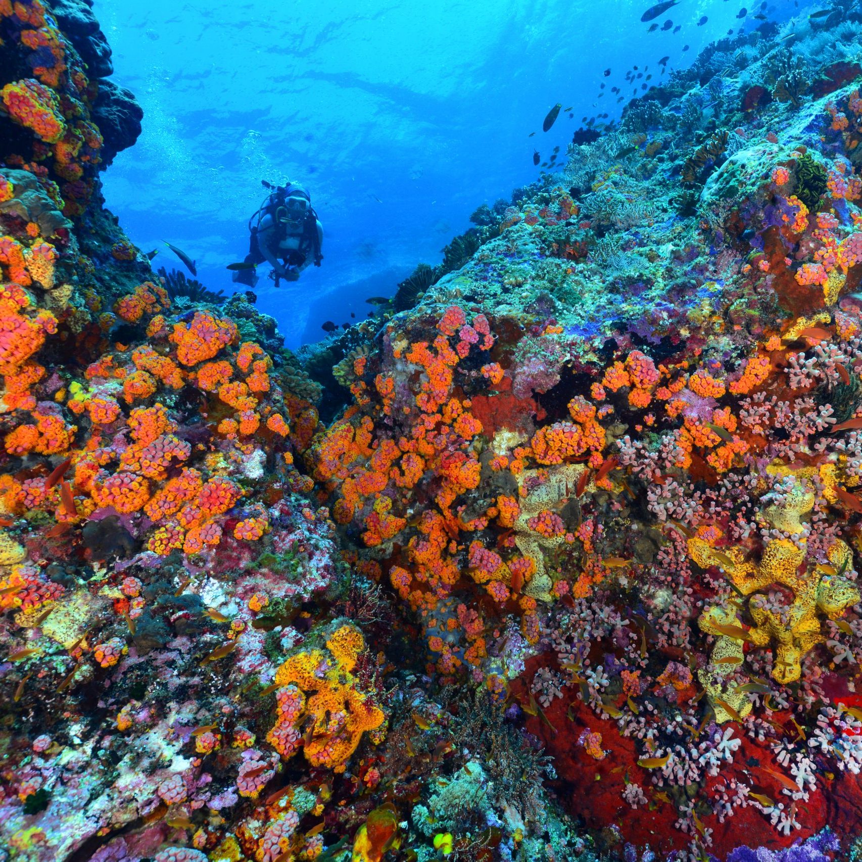 Tubbataha Reefs Natural Park-luxperia