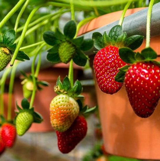 strawberry farm-cameron-lyxperia